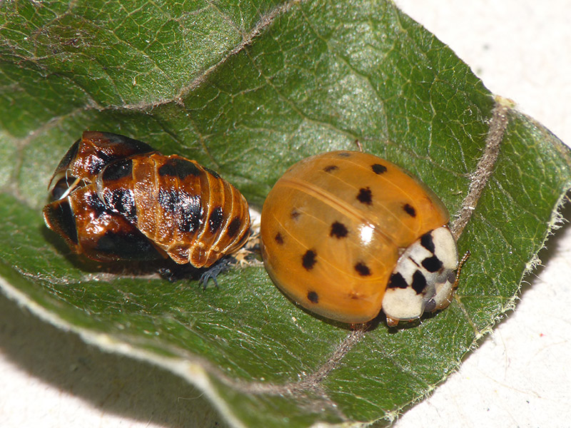 Coccinellidae: Harmonia axyridis